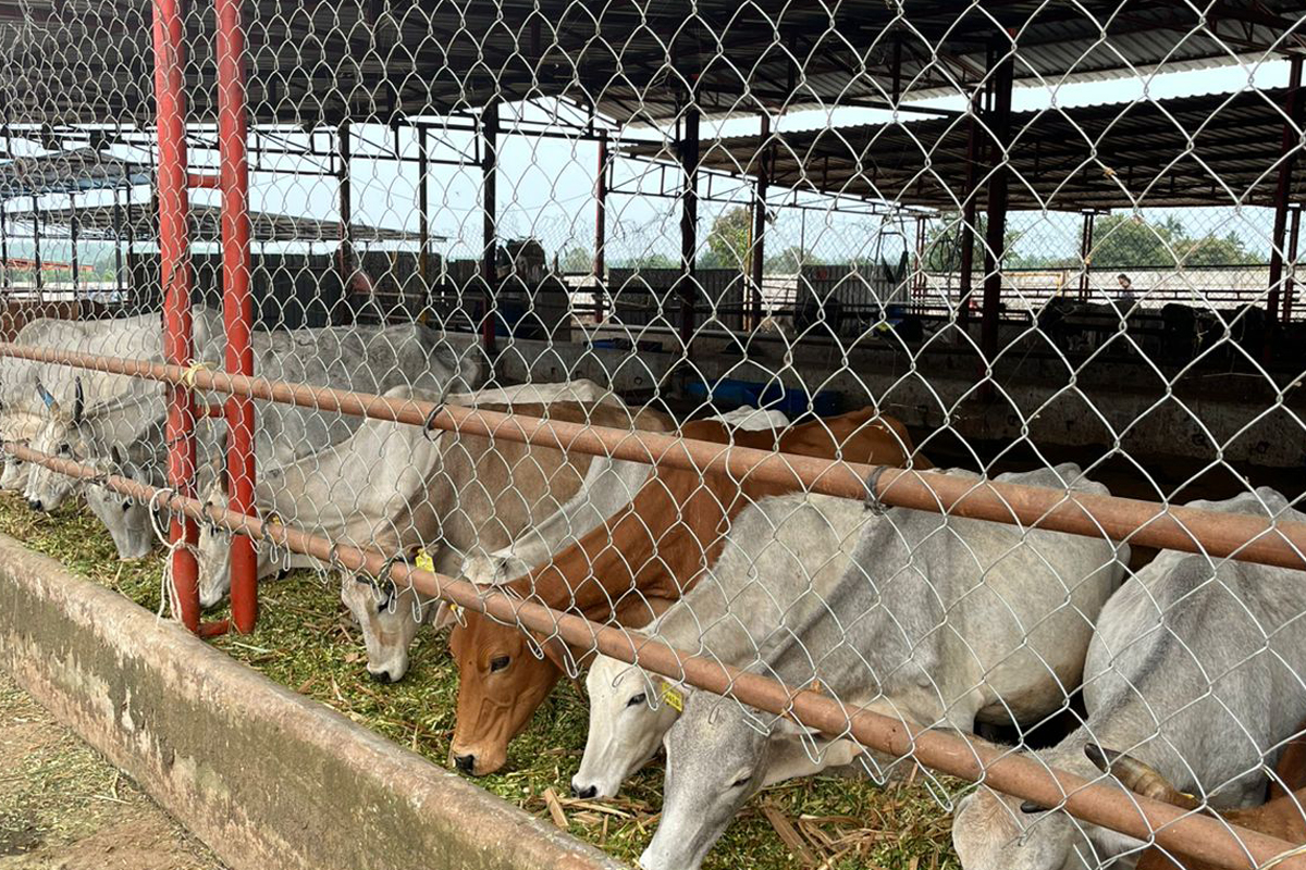 Integrated Cow Welfare Project: Adoption, Care for 250 Rescued Cows